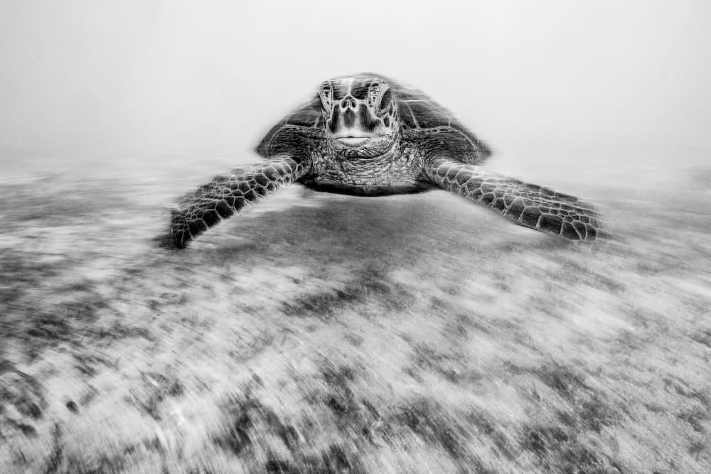 Graceful Sea Turtle Swim by Serge Melesan — canvas wall art