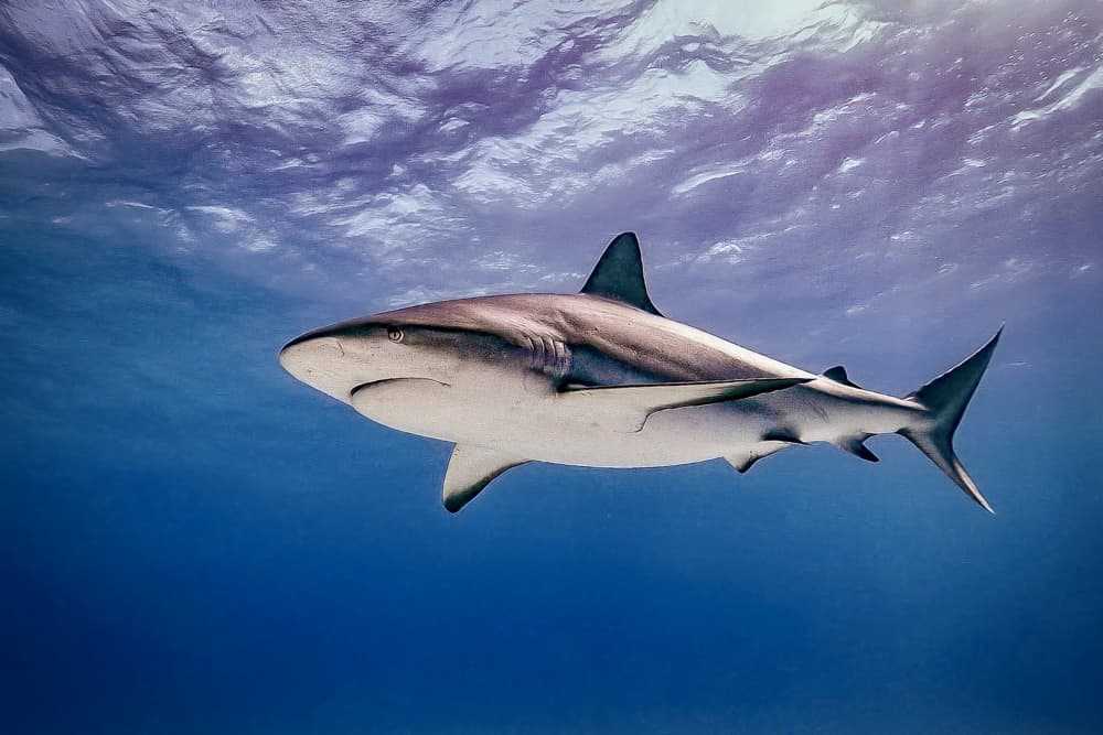 Majestic Gray Shark by Serge Melesan — canvas wall art