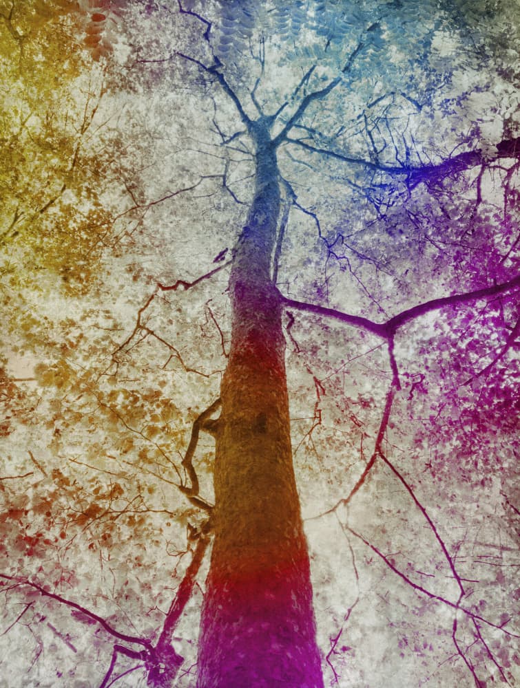 Vibrant Forest Canopy by Angelo Cerantola — canvas wall art