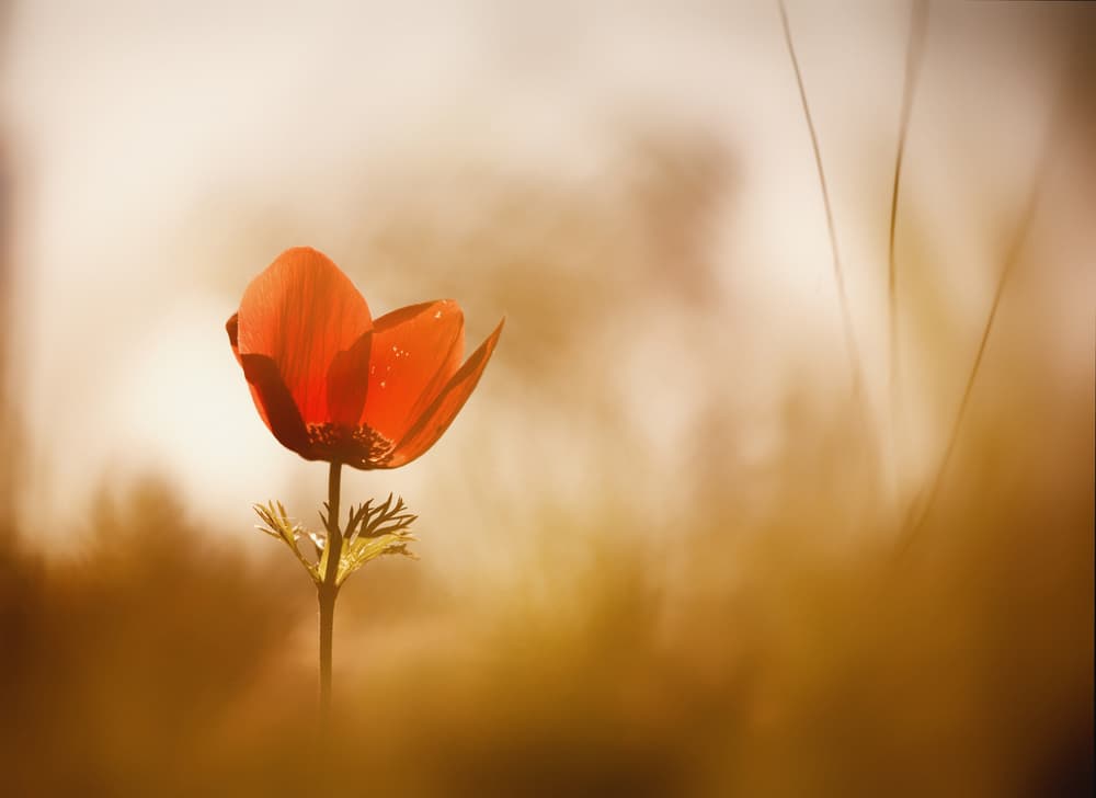 Golden Red Anemone by Keren Or — canvas wall art