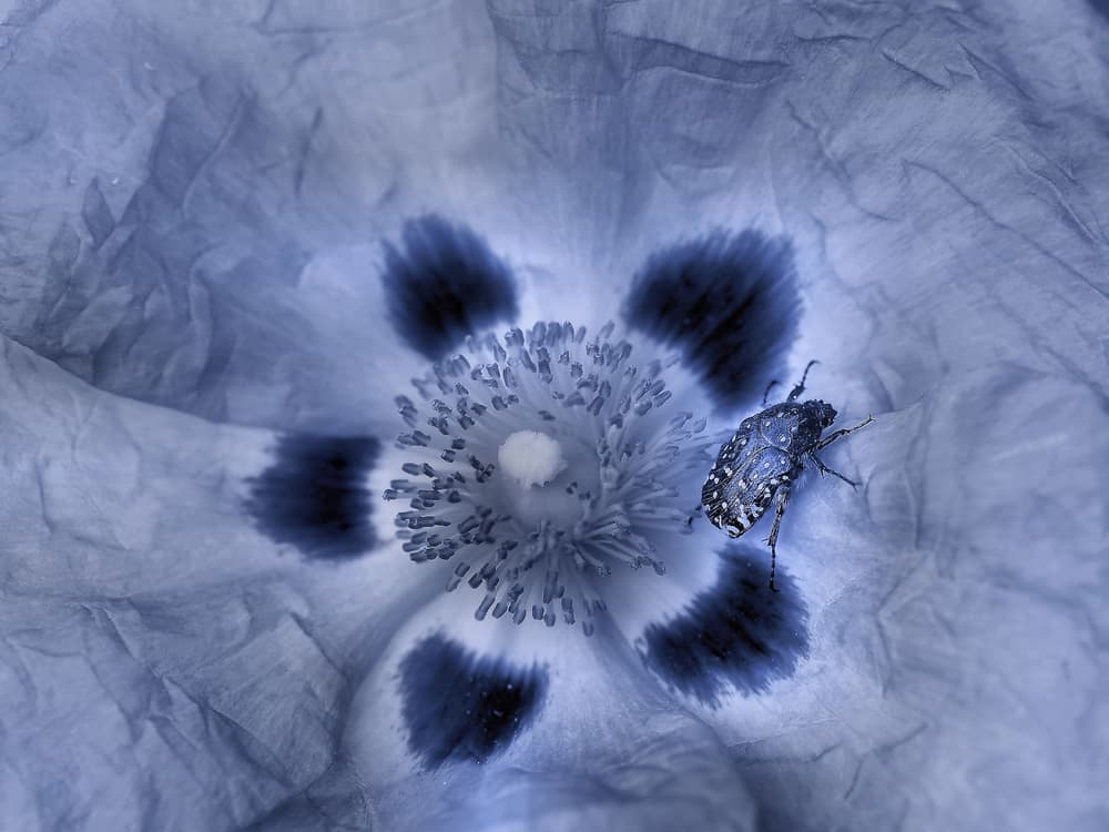 Blue Flower Beetle by Thierry Dufour — canvas wall art
