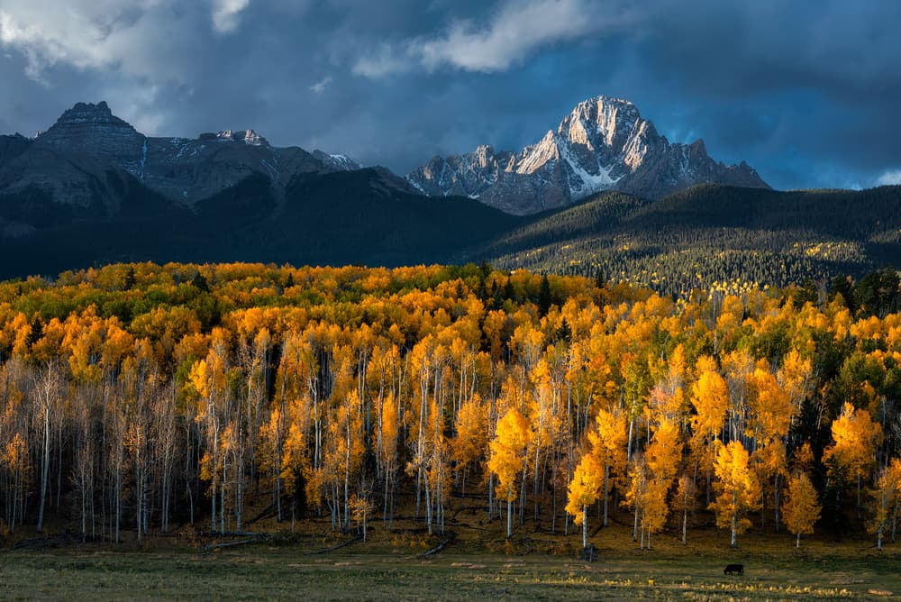 Golden Aspen Mountains by Mei Xu — canvas wall art
