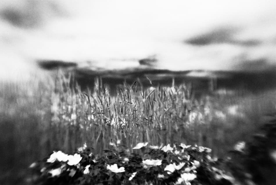 Dreamy Summer Field by Codrin Lupei — canvas wall art
