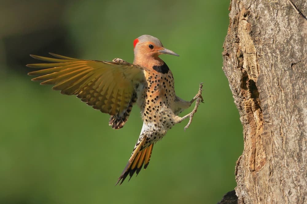 Northern Flicker Landing by Gavin Lam — canvas wall art