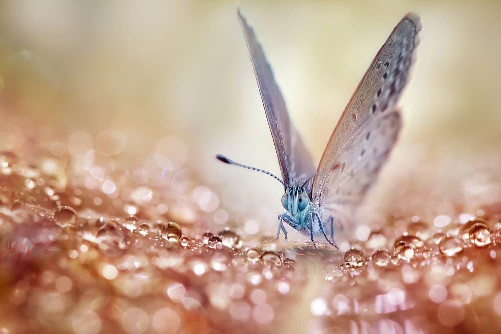 Butterfly Dew Drops by Fauzan Maududdin — canvas wall art