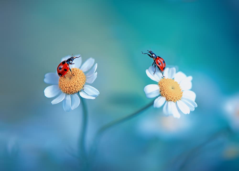 Two Ladybugs on Daisies by Summer2016 — canvas wall art