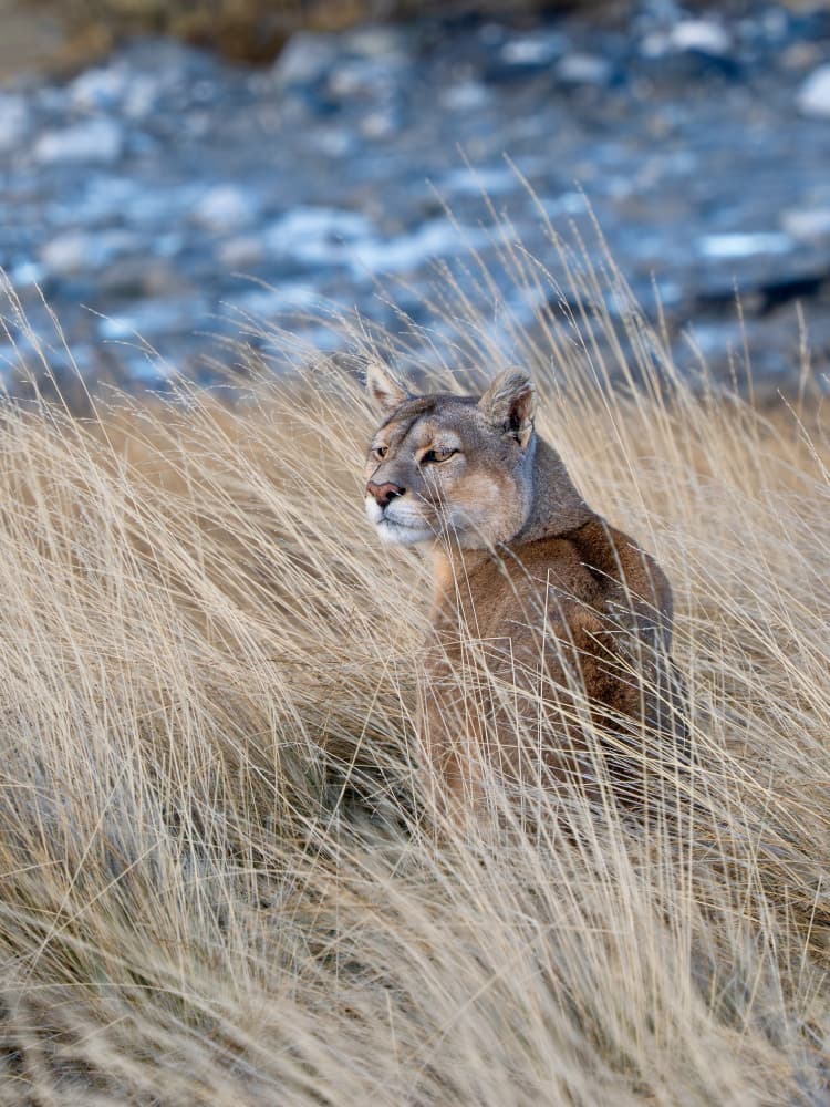 Cougar In Golden Grass by Rajat Dhesi — canvas wall art