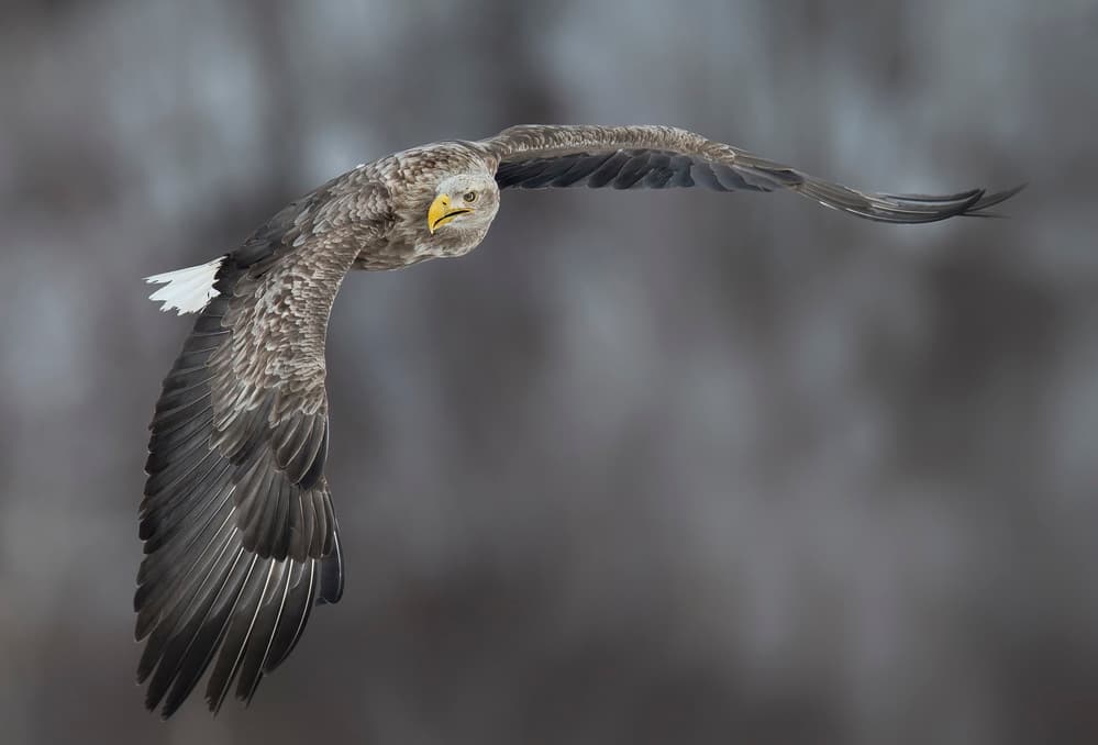 Soaring White-tailed Eagle by C.S. Tjandra — canvas wall art