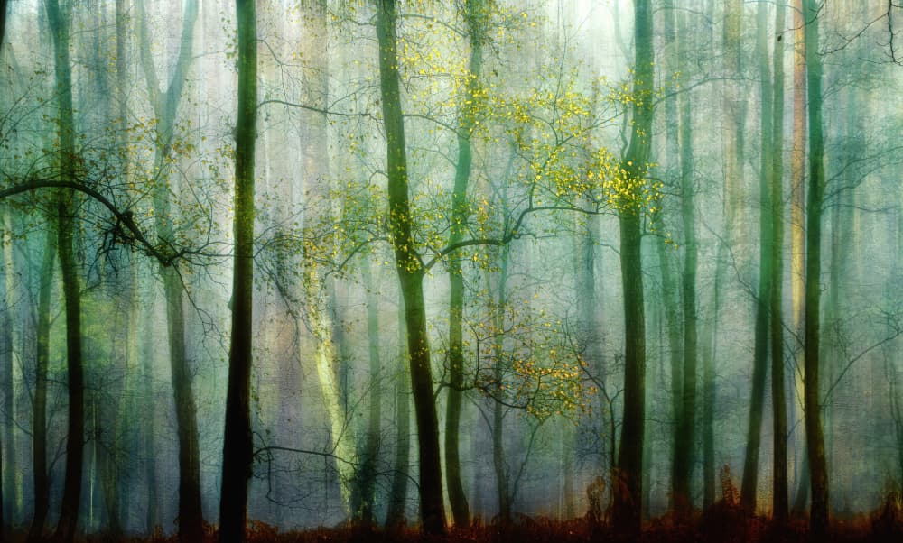 Dreamy Forest Light by Hilda van der Lee — canvas wall art
