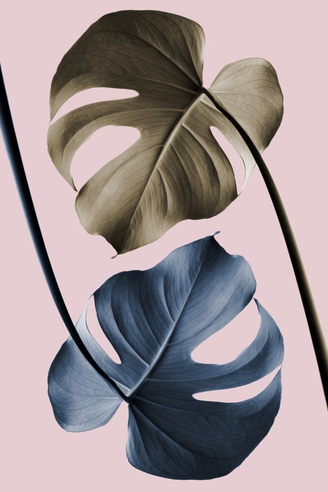 Monstera Duo Blush Pink by Pictufy Studio III — canvas wall art