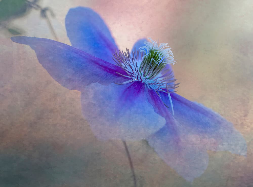 Dreamy Blue Flower by Judy Tseng — canvas wall art
