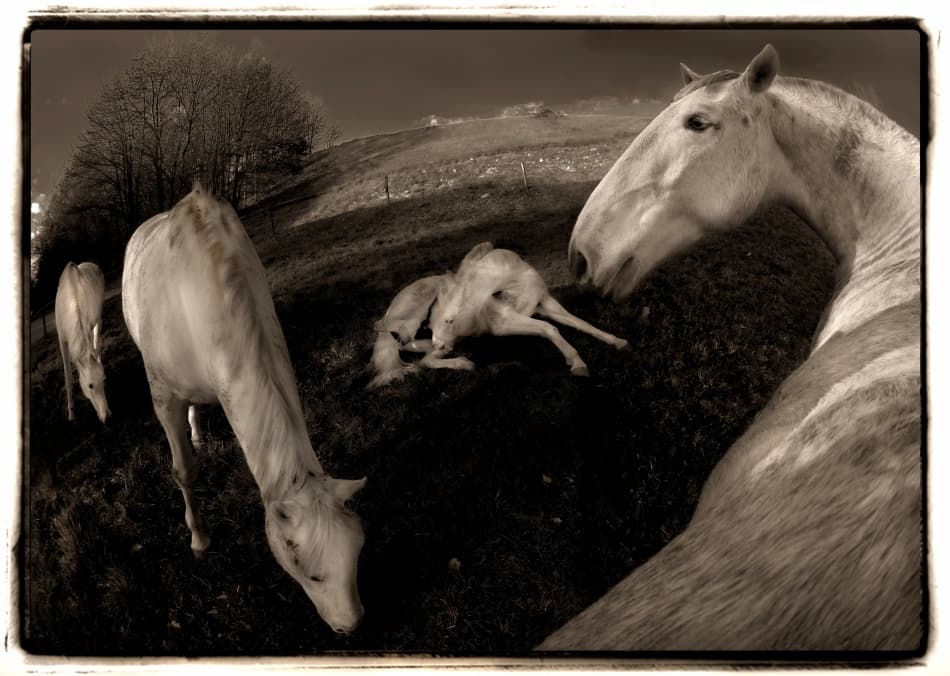Moody Sepia Horses by Milan Malovrh — canvas wall art