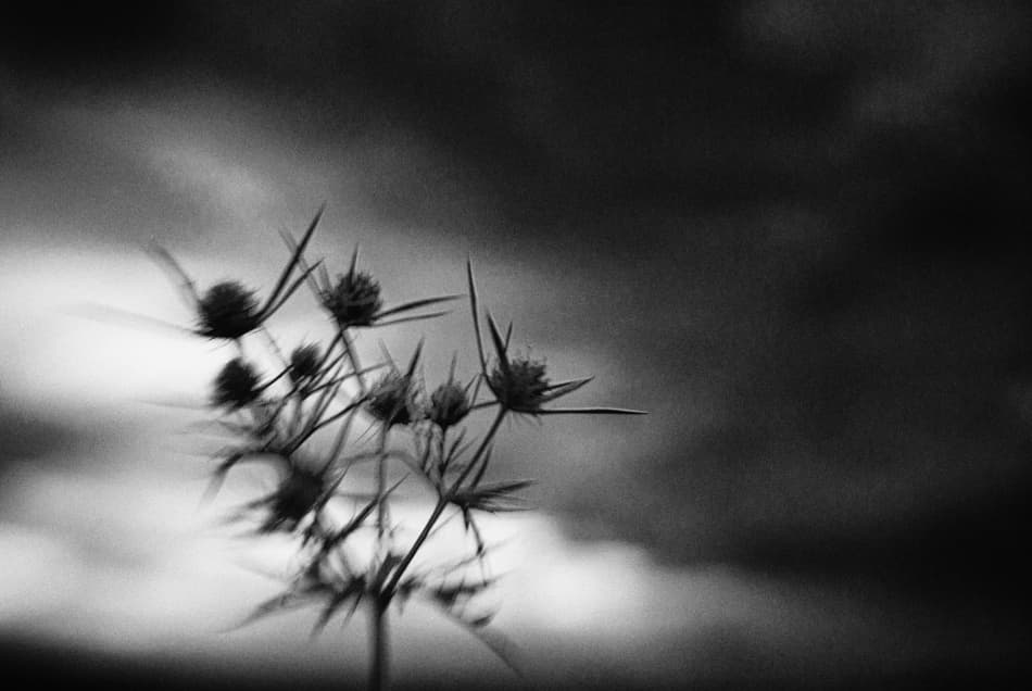 Spiky Thistles Dark Sky by Codrin Lupei — canvas wall art