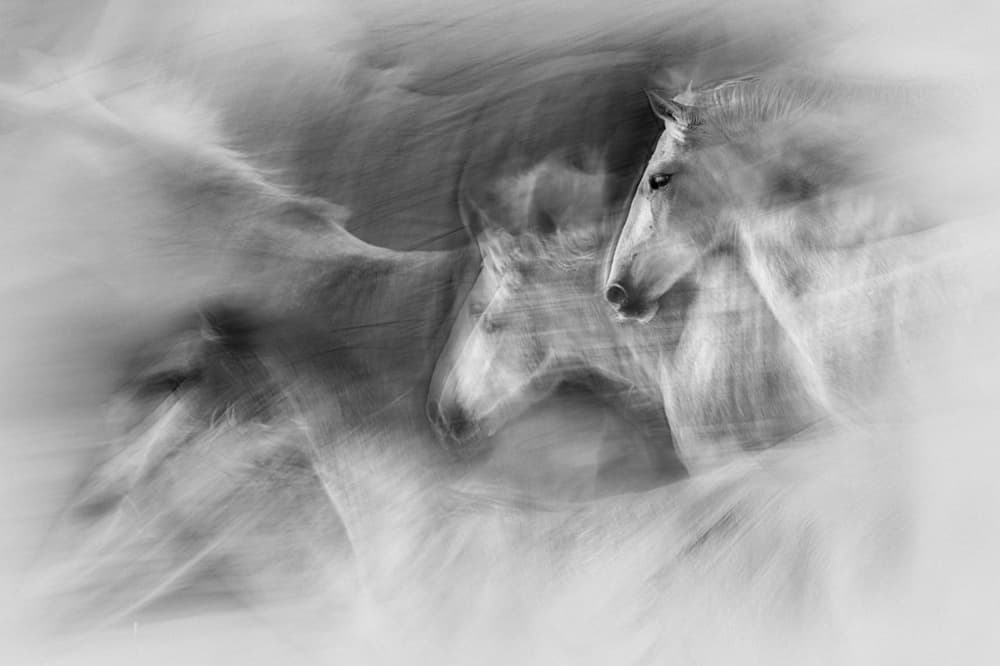 Ethereal Equine Motion by Milan Malovrh — canvas wall art