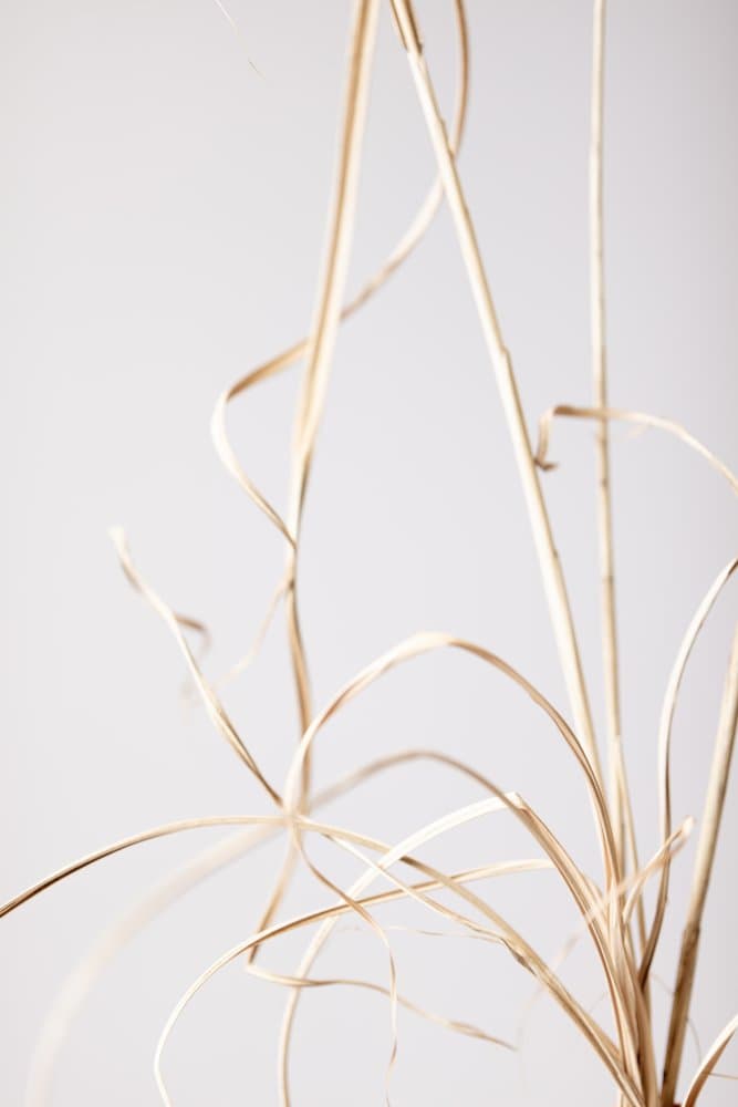 Delicate Dried Grass by Pictufy Studio III — canvas wall art