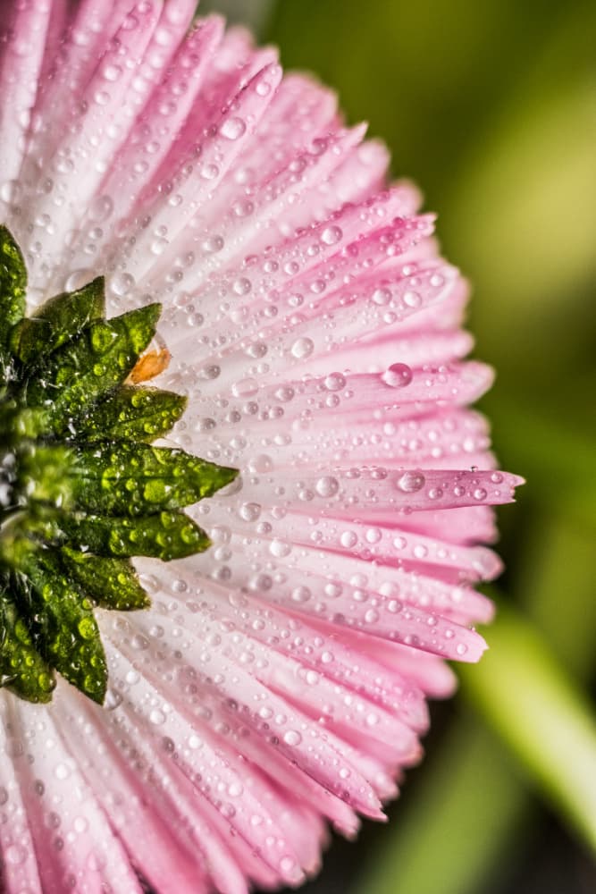 Pink Flower Drops by Javier Pardina — canvas wall art