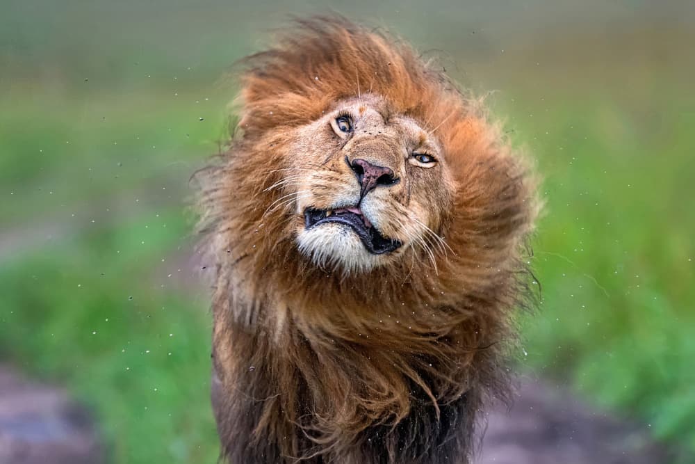 Curious Lion Portrait by Xavier Ortega — canvas wall art