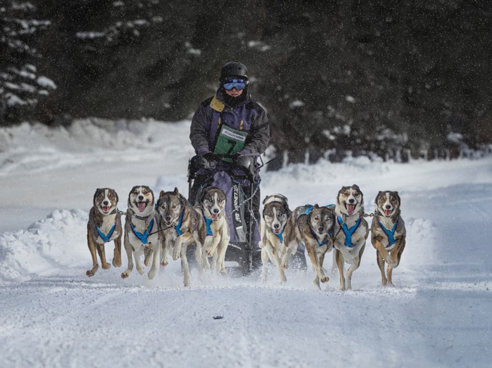 Winter Dog Sled Race by Molly Fu APA — canvas wall art