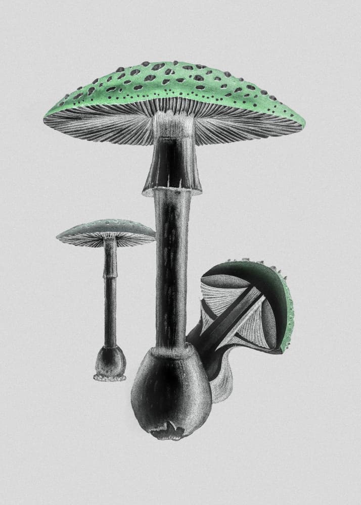 Amanita Muscaria White Background Green by John Stephenson and James Morss Churchill. — canvas wall art