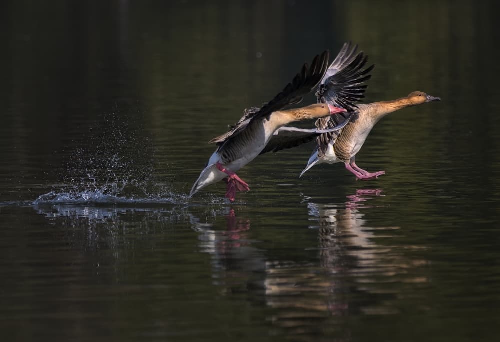 Geese Taking Flight by C.S. Tjandra — canvas wall art