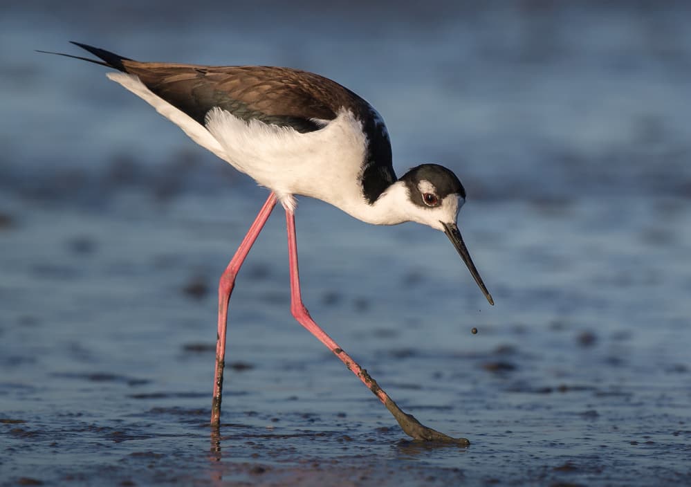 Black-Necked Stilt Wading by Greg Barsh — canvas wall art