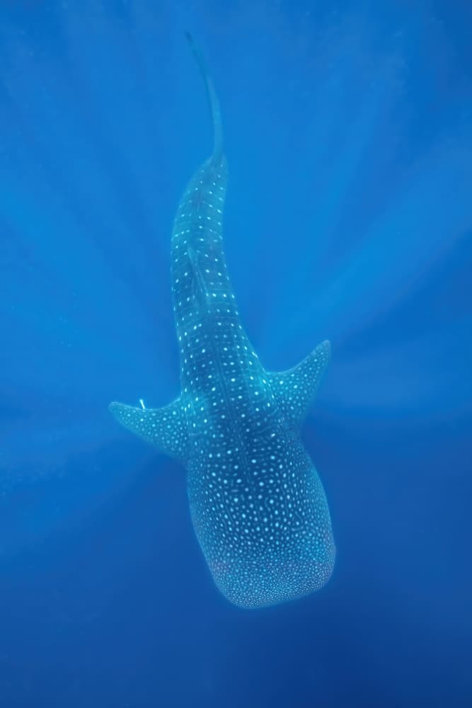 Majestic Whale Shark by Serge Melesan — canvas wall art