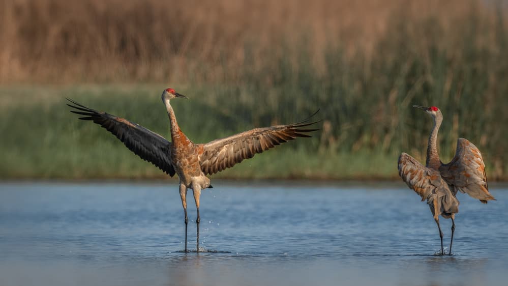 Graceful Cranes Stretching by Jennifer Lu — canvas wall art