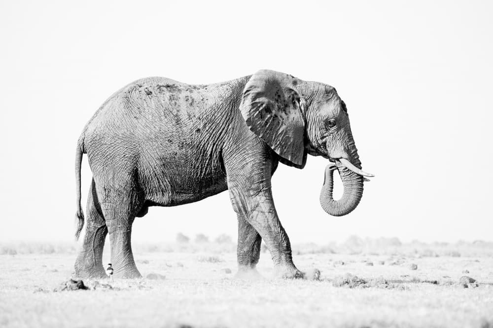 Majestic African Elephant by Etienne Steenkamp — canvas wall art