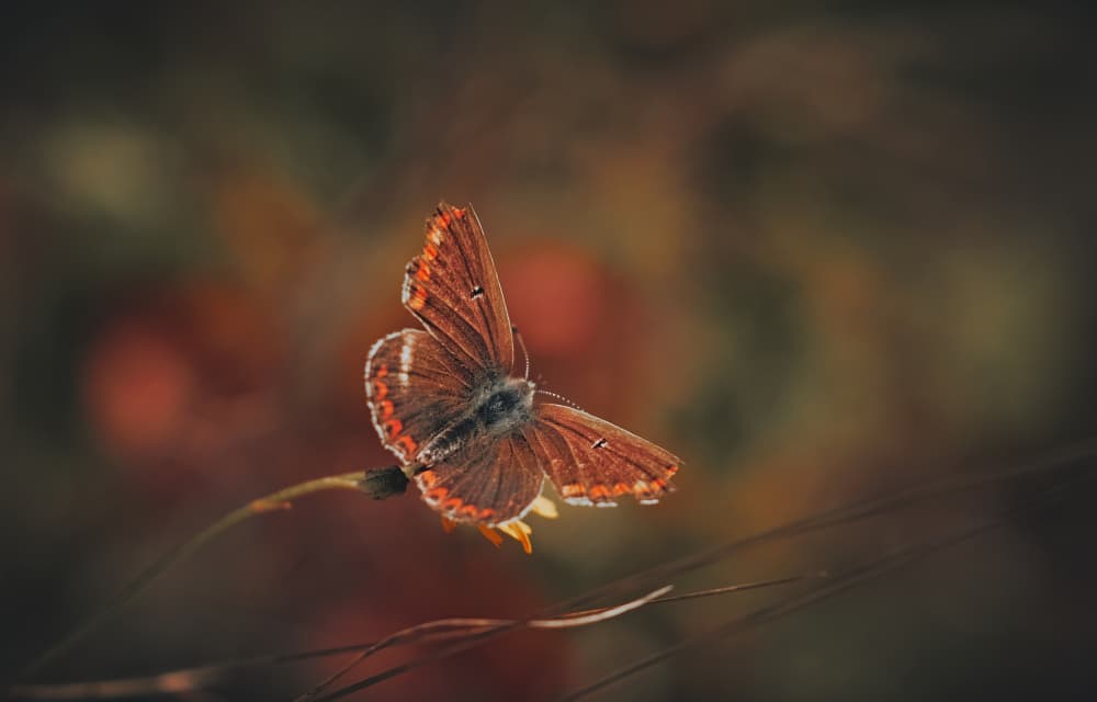 Delicate Copper Butterfly by Stuart Williams — canvas wall art