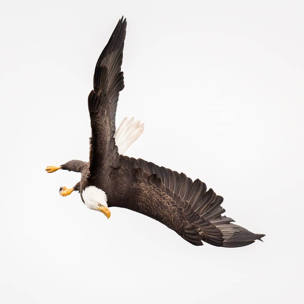 Diving Eagle by David H Yang — canvas wall art
