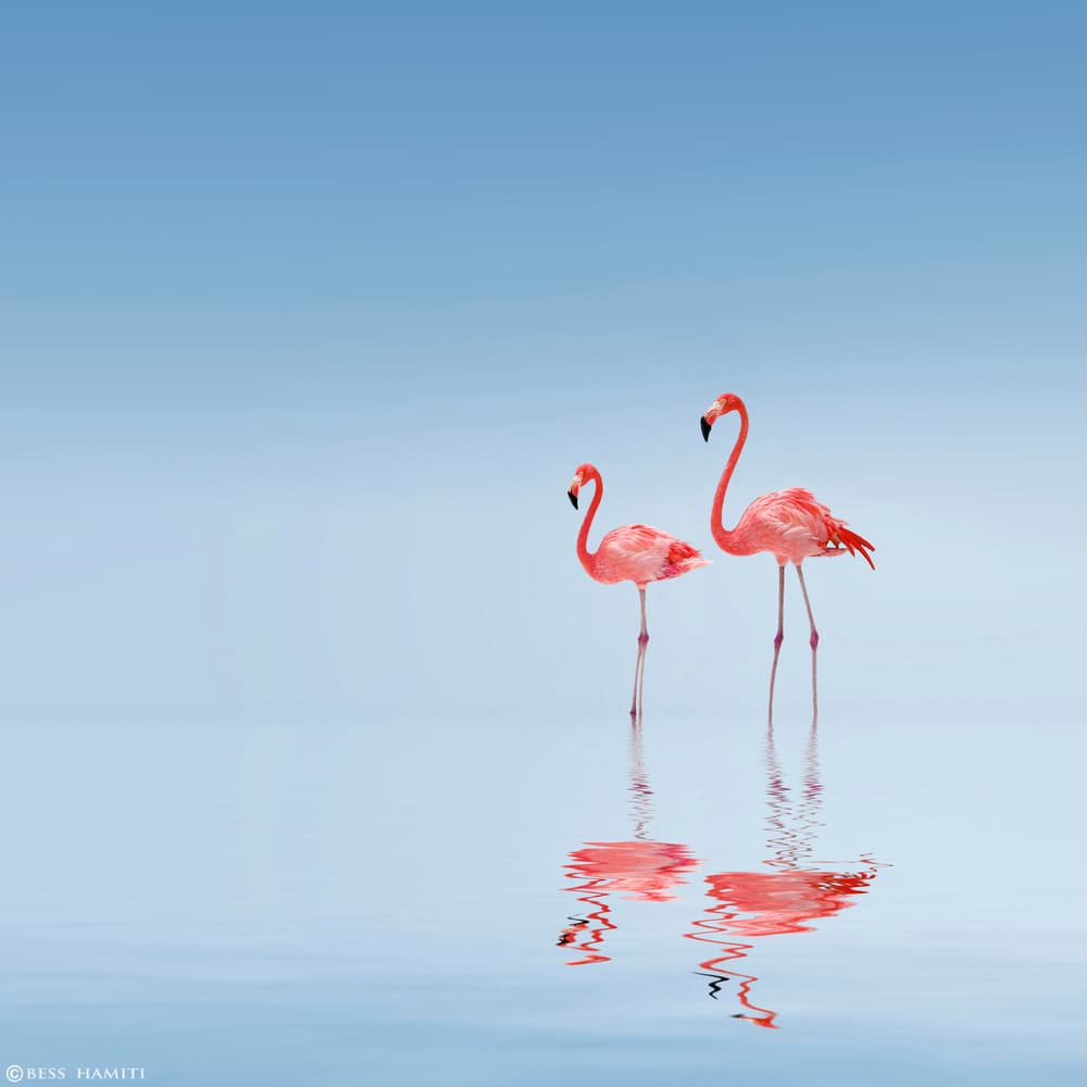 Pink Flamingo Pair by Bess Hamiti — canvas wall art