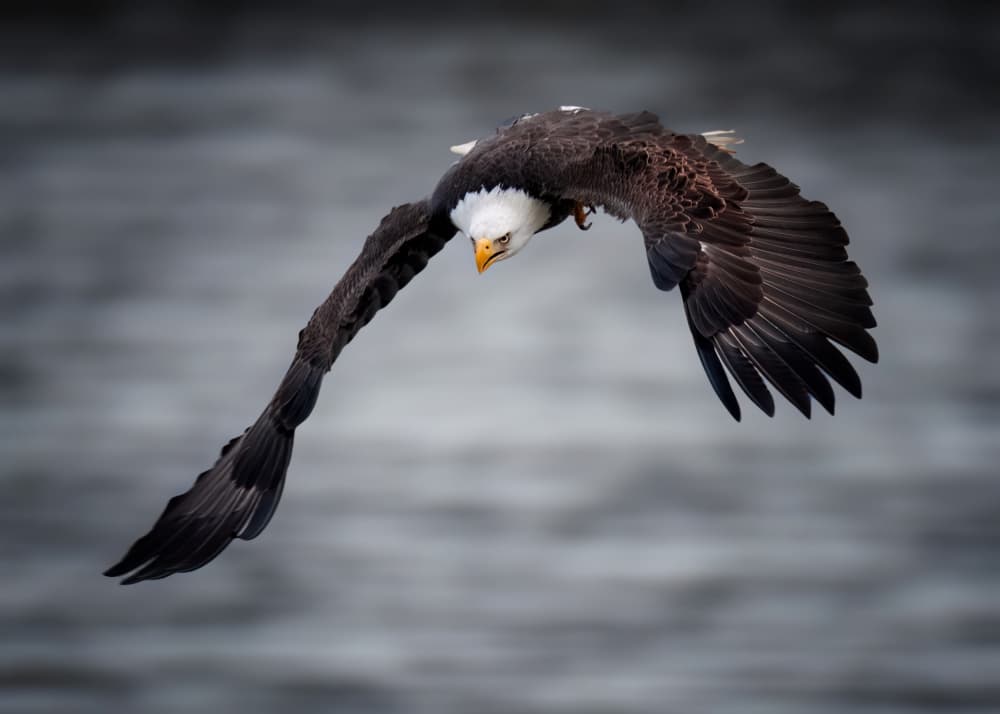 Flying Bald Eagle by Hanping Xiao — canvas wall art