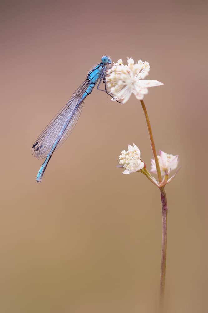 Blue Damselfly on Flower by Fabrizio Daminelli — canvas wall art