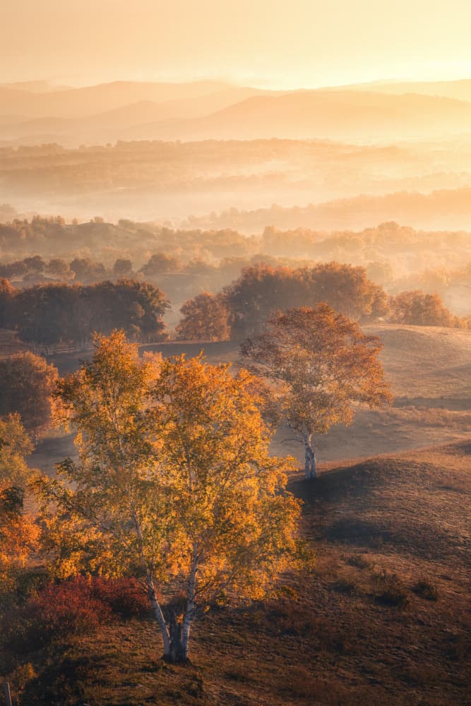 Golden Autumn Mist by Yuan Cui — canvas wall art