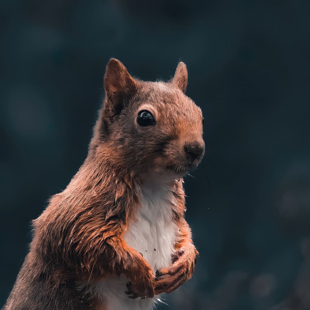 Captivating Red Squirrel by Gert J ter Horst — canvas wall art