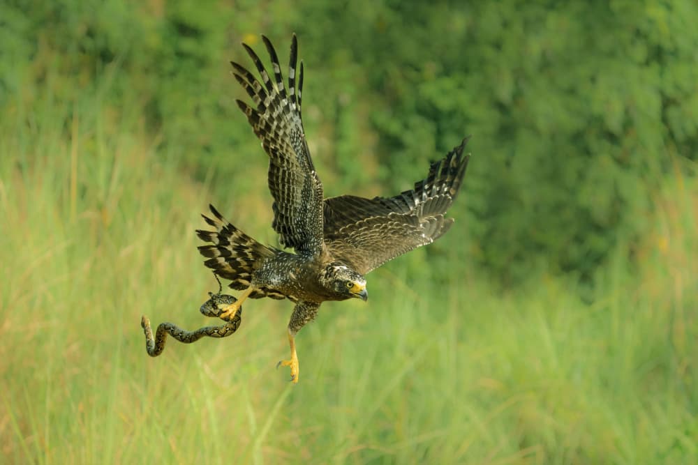 Hawk Catches Snake by Sally Widjaja — canvas wall art