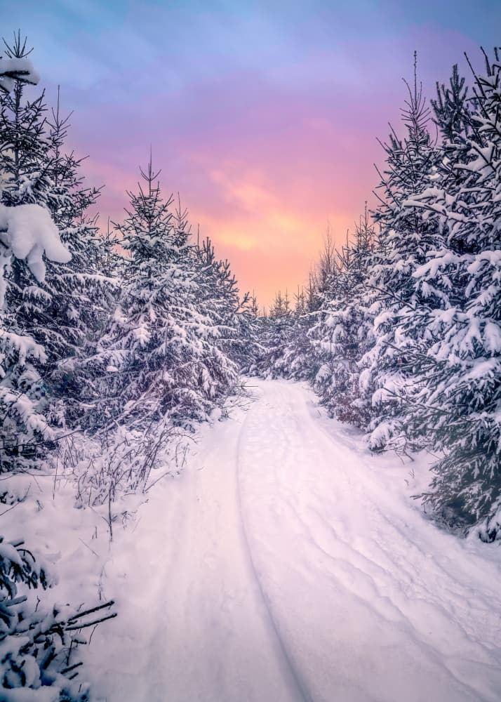 Winter Forest Sunset by Christian Lindsten — canvas wall art