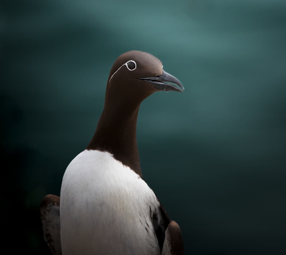 Dark Guillemot Portrait by Erik Engström — canvas wall art
