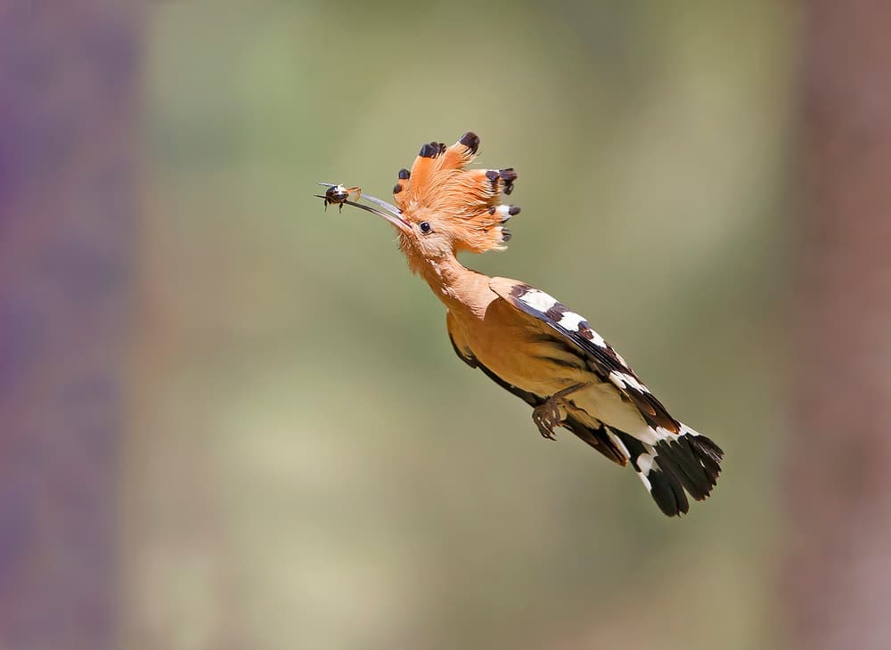 Hoopoe's Mid-Air Catch by Shlomo Waldmann — canvas wall art