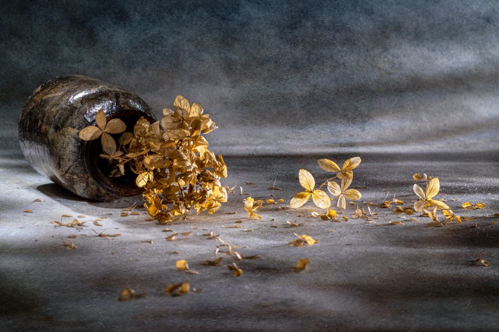 Dried Hydrangea Still Life by Igor Kopcev — canvas wall art