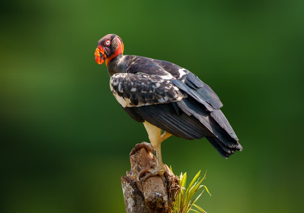 Vibrant King Vulture by Serena Duan — canvas wall art