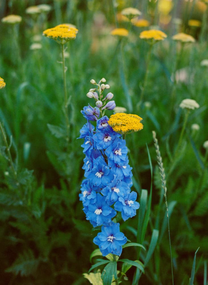 Vibrant Blue Delphinium by Bethany Young — canvas wall art