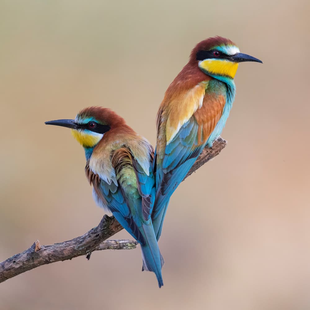 Colorful Bee-eater Pair by Paolo Bolla — canvas wall art