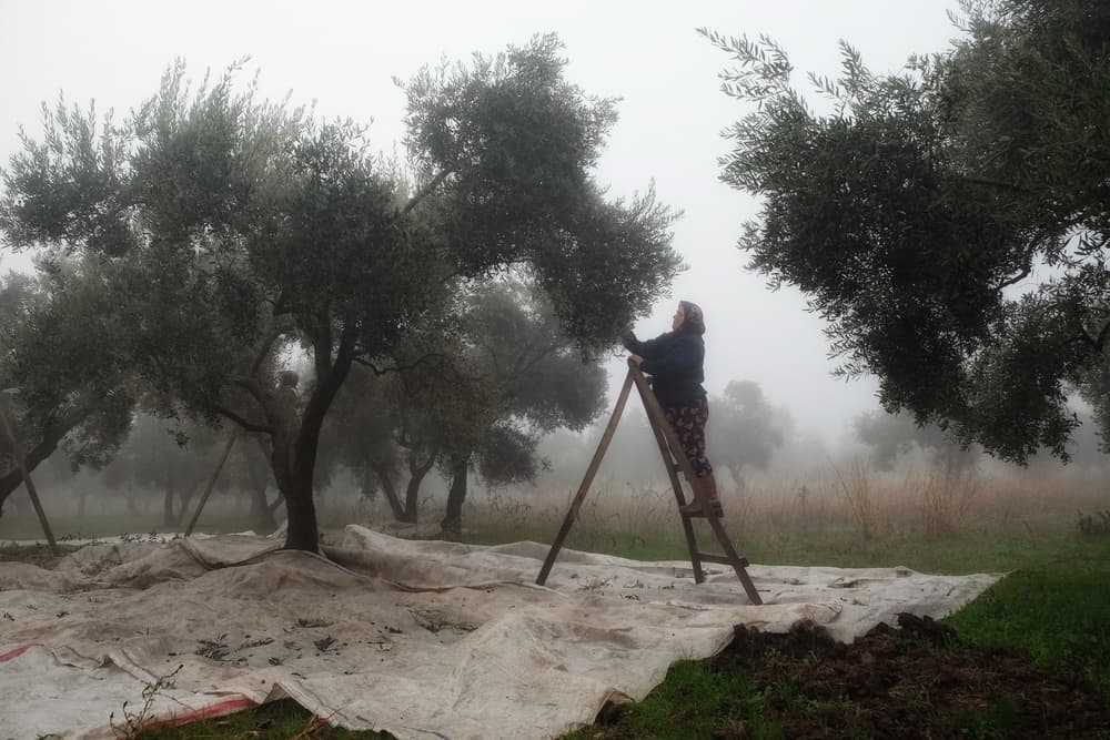 Foggy Olive Harvest by Ali Ayer — canvas wall art
