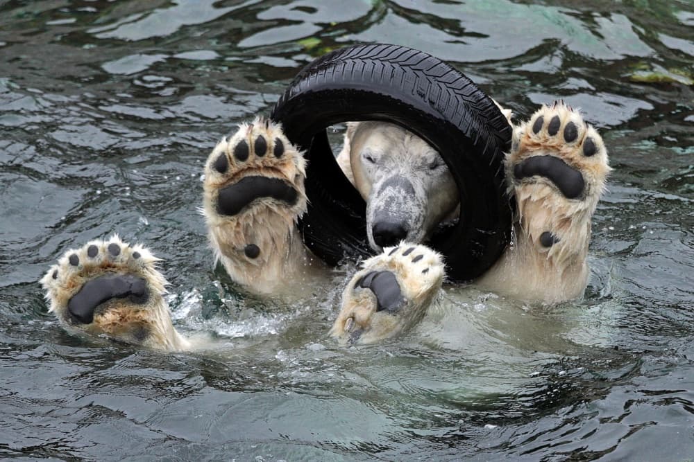 Playful Polar Bear Swim by Antje Wenner-Braun — canvas wall art
