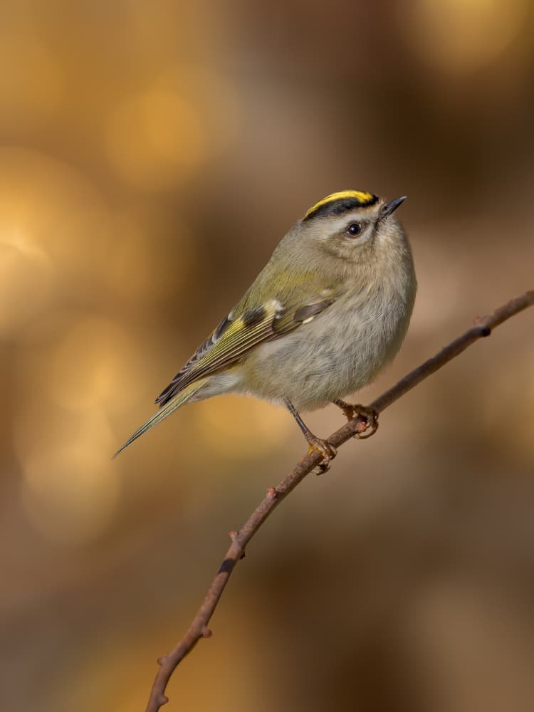 Golden-crowned Kinglet by Jacob (Jian) Xu — canvas wall art