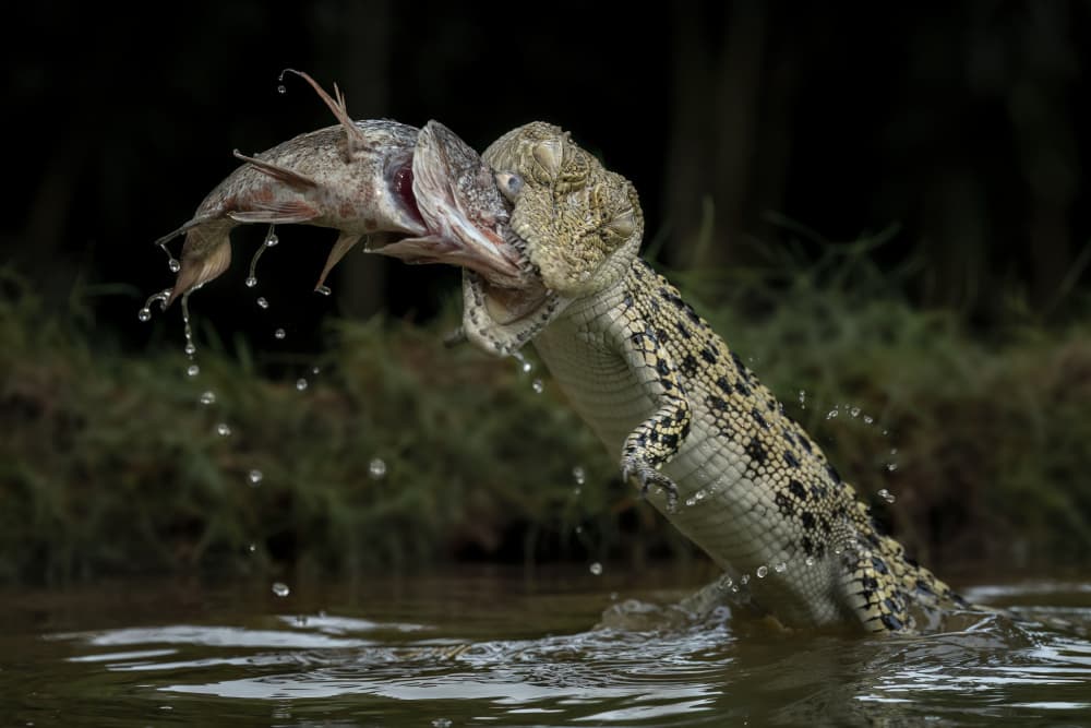 Jumping Crocodile Hunt by Tantoyensen — canvas wall art