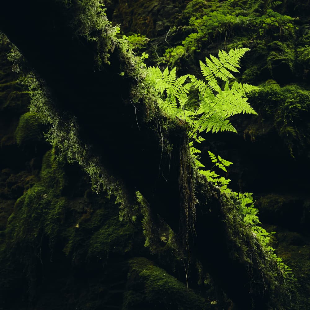 Radiant Forest Fern by Hamed Bank — canvas wall art