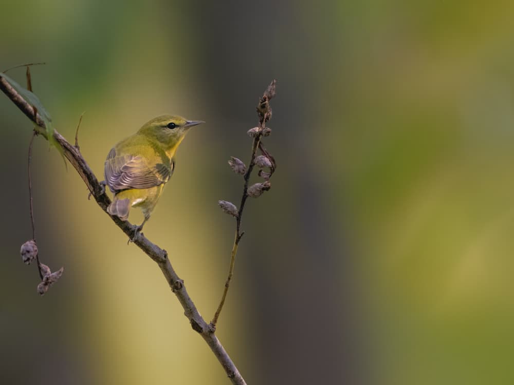 Peaceful Green Bird by Jacob (Jian) Xu — canvas wall art