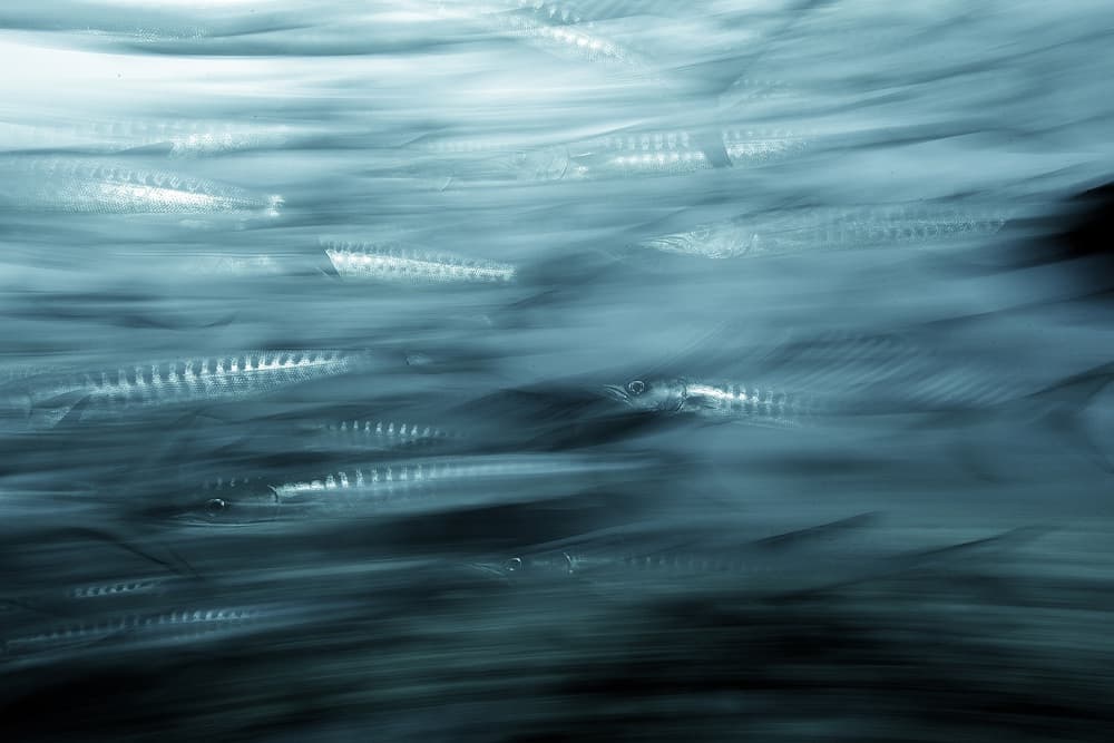 Underwater Fish Motion by Andrey Narchuk — canvas wall art